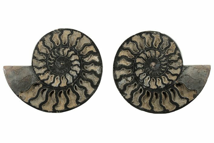 Cut/Polished Ammonite Fossil - Unusual Black Color #199171